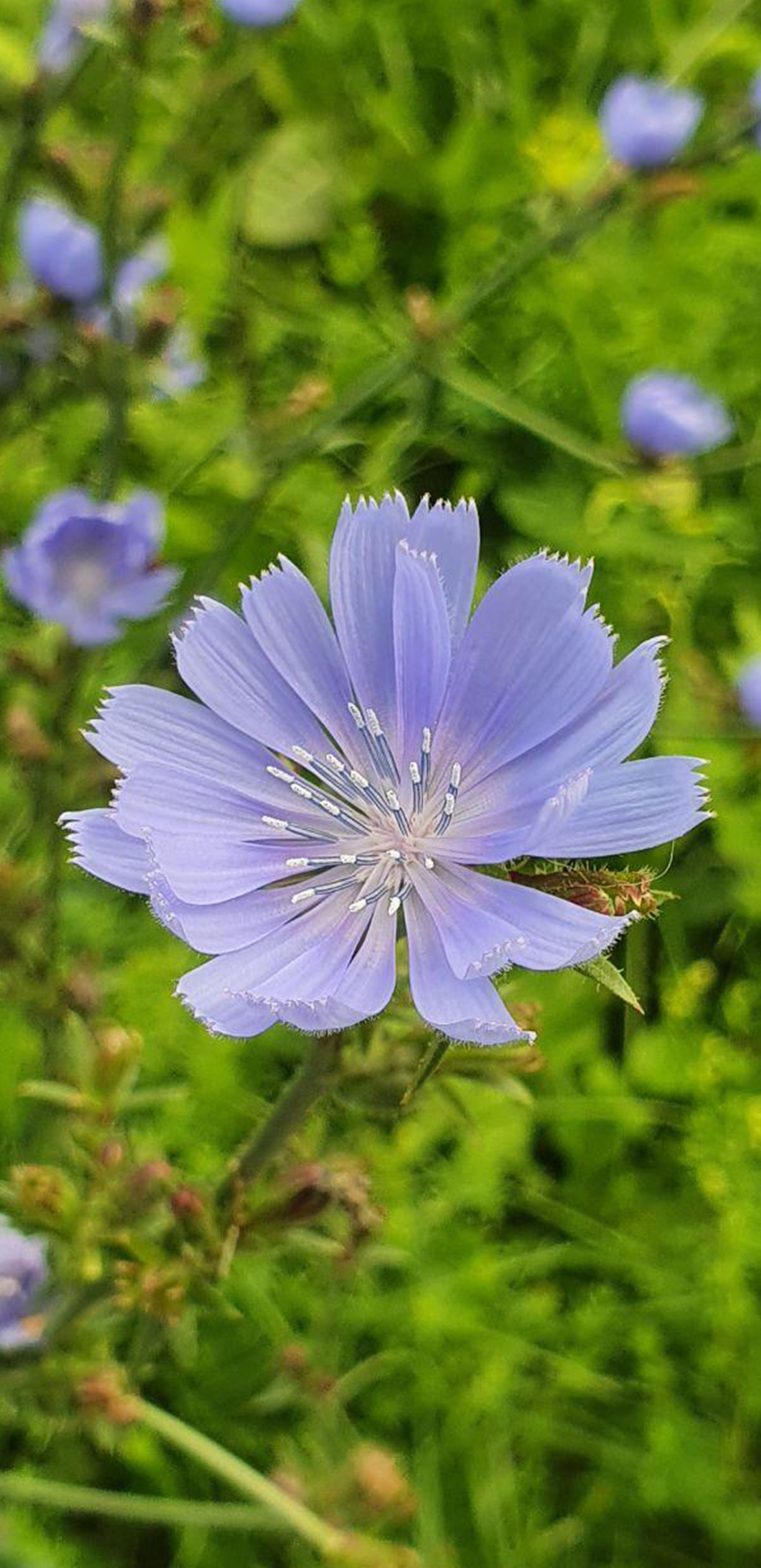 Съёмка на телефон. Часть 2. Фотограф в жанре Ню. Татьяна Хасанович. Красноярск
