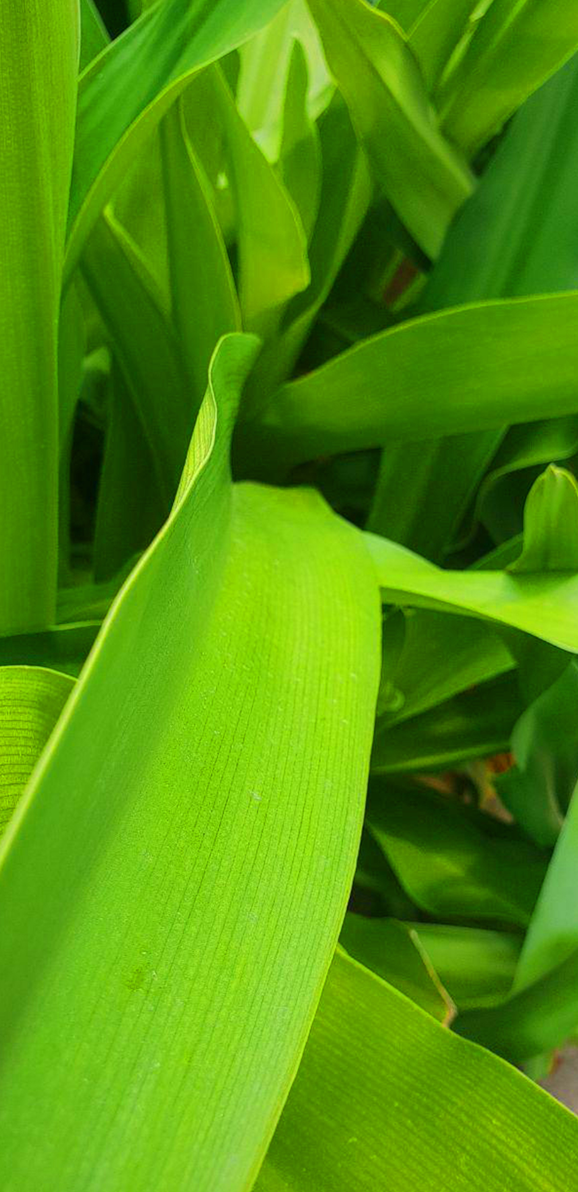 Съёмка на телефон. Часть 2. Фотограф в жанре Ню. Татьяна Хасанович. Красноярск