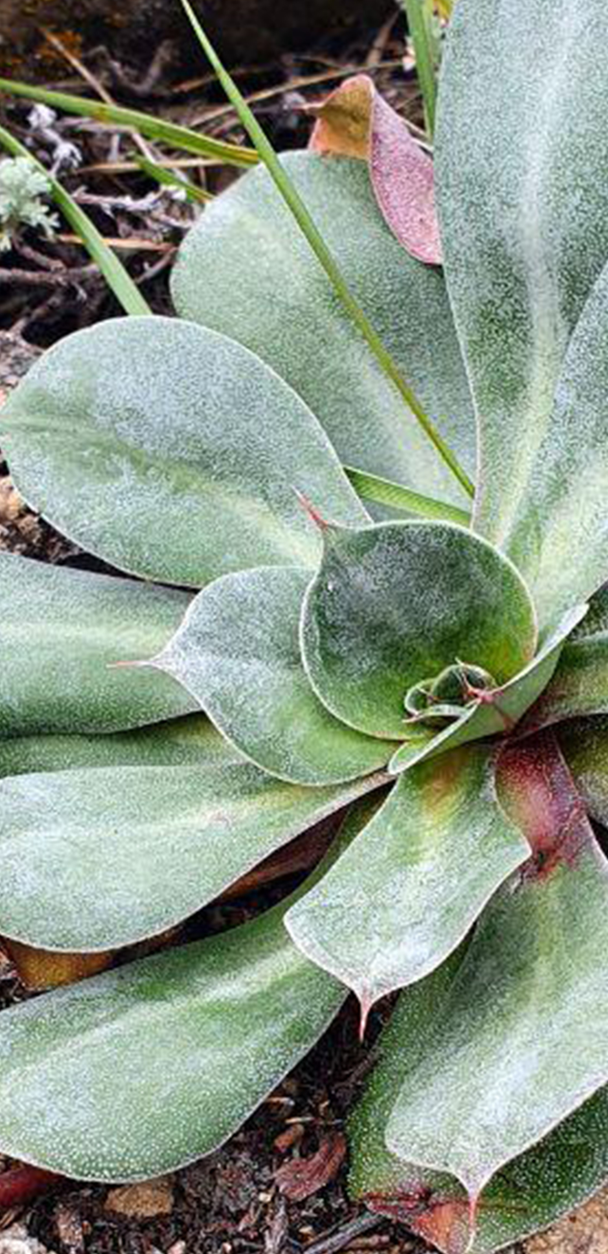 Съёмка на телефон. Часть 2. Фотограф в жанре Ню. Татьяна Хасанович. Красноярск