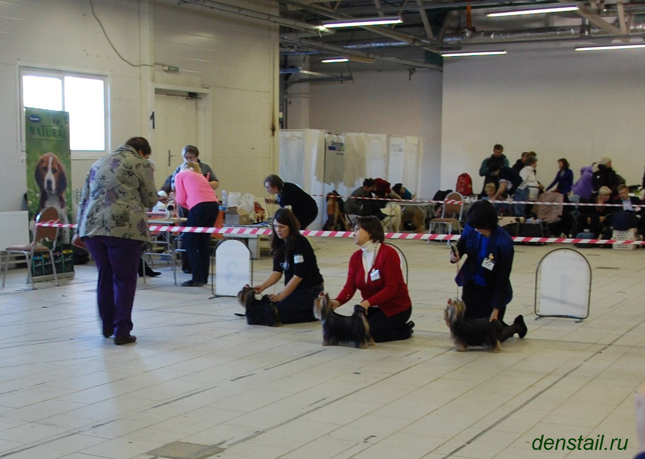 2015 г Результаты выставок. Питомник Йоркширских терьеров Дэнстайл в Санкт-Петербурге заводчик Тих