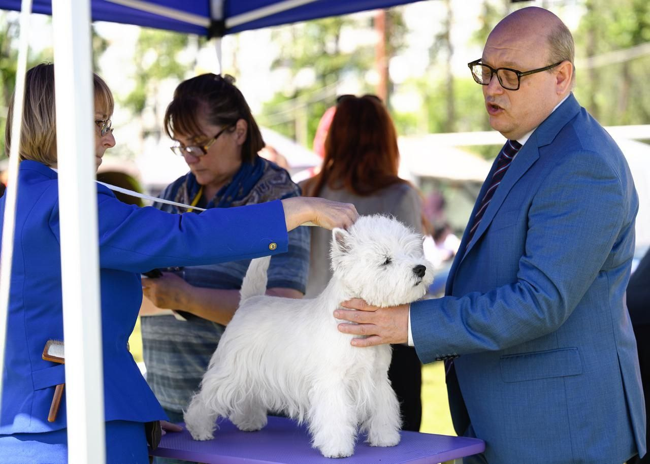 Смоленск — Рейтинговая выставка городов-героев с особым статусом. Питомник собак породы вест хайленд вайт терьер в Москве