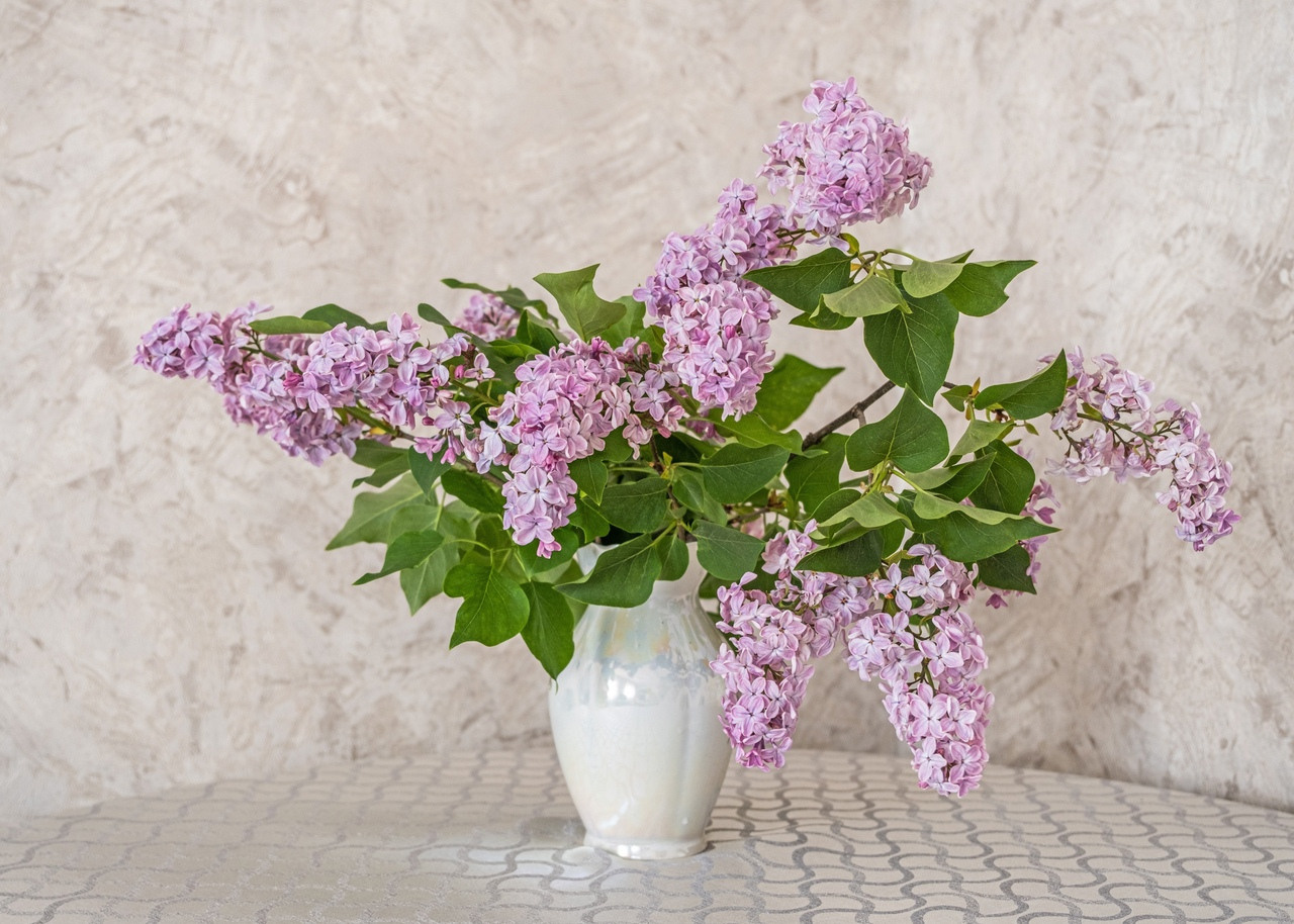 Lilac inspiration. Фотограф и искусствовед в Туле и Санкт-Петербурге Нелли Некрасова