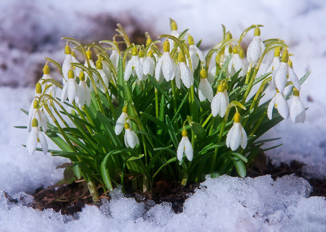Весна с Шалово-парк. Оздоровительный комплекс Шалово-парк Серебряные ключи