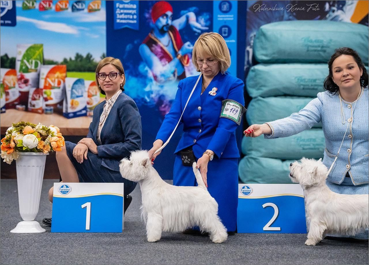 Самара — Рейтинговые выставки с особым статусом. Питомник собак породы вест хайленд вайт терьер в Москве
