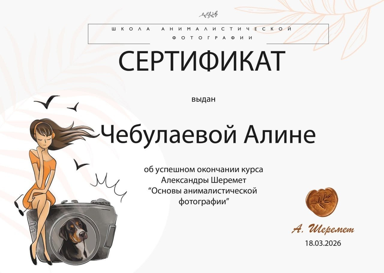 Мои достижения. Фотограф — анималист Алина Чебулаева г. Находка