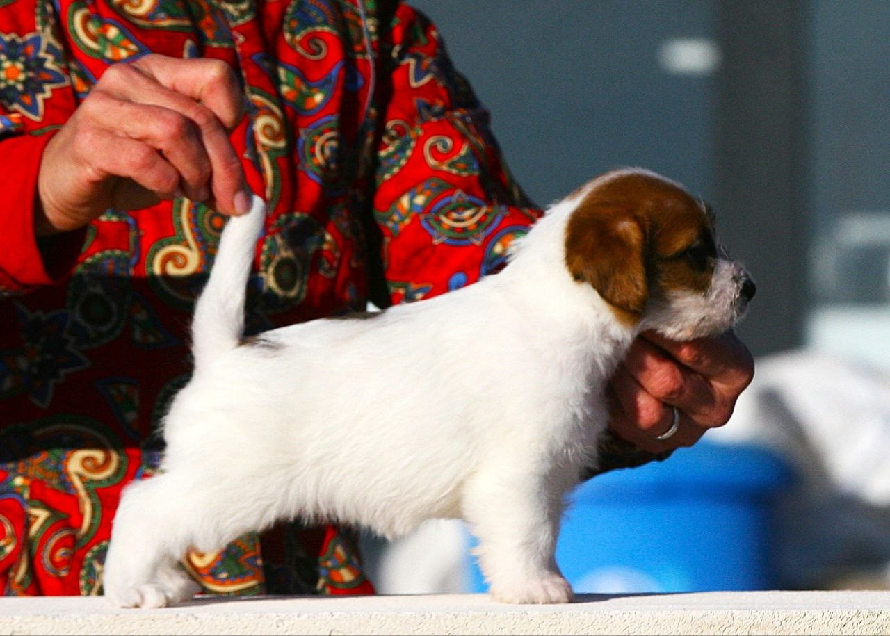 LITTER «С» 07.11.2025. Lovely-Orange питомник джек рассел терьеров