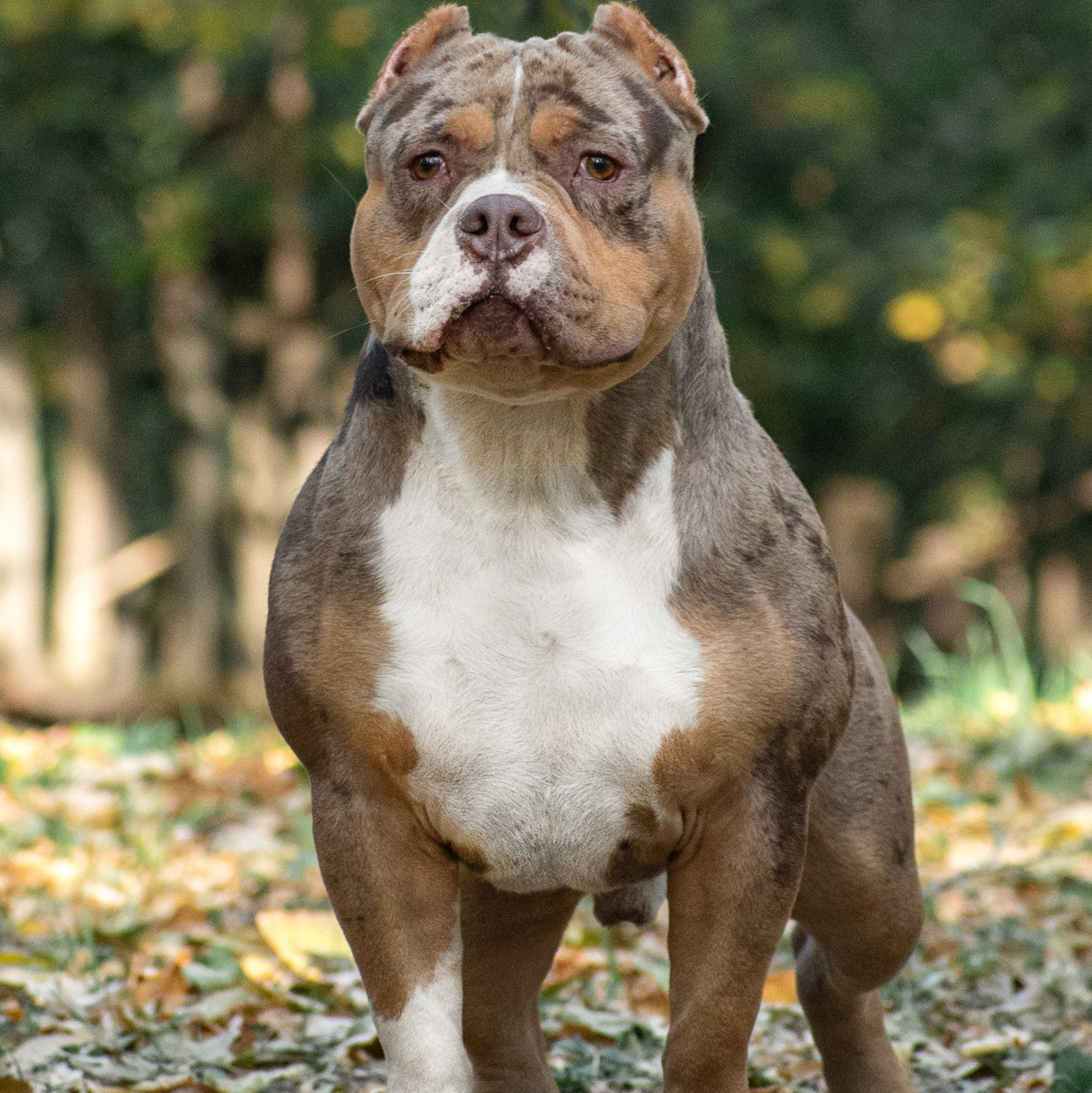Арчи - фото в парке американский булли классик в мраморном окрасе