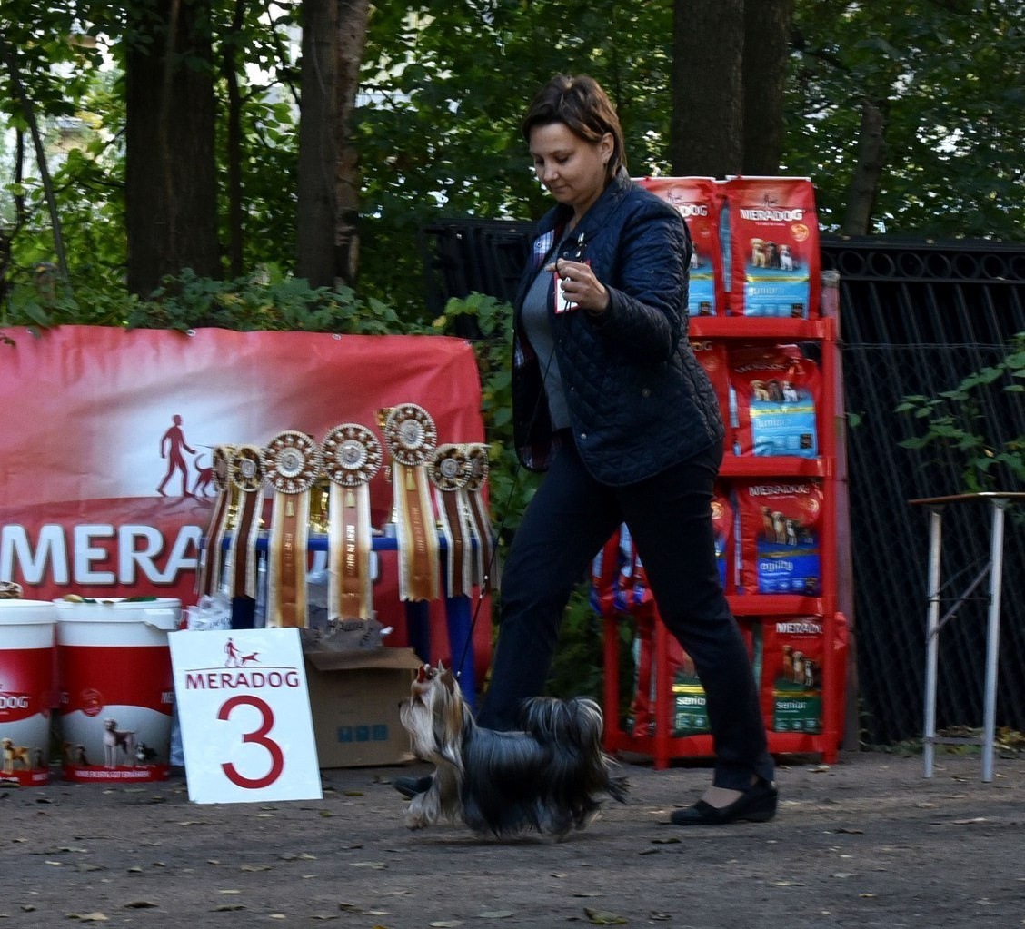 2015 г Результаты выставок. Питомник Йоркширских терьеров Дэнстайл в Санкт-Петербурге заводчик Тих