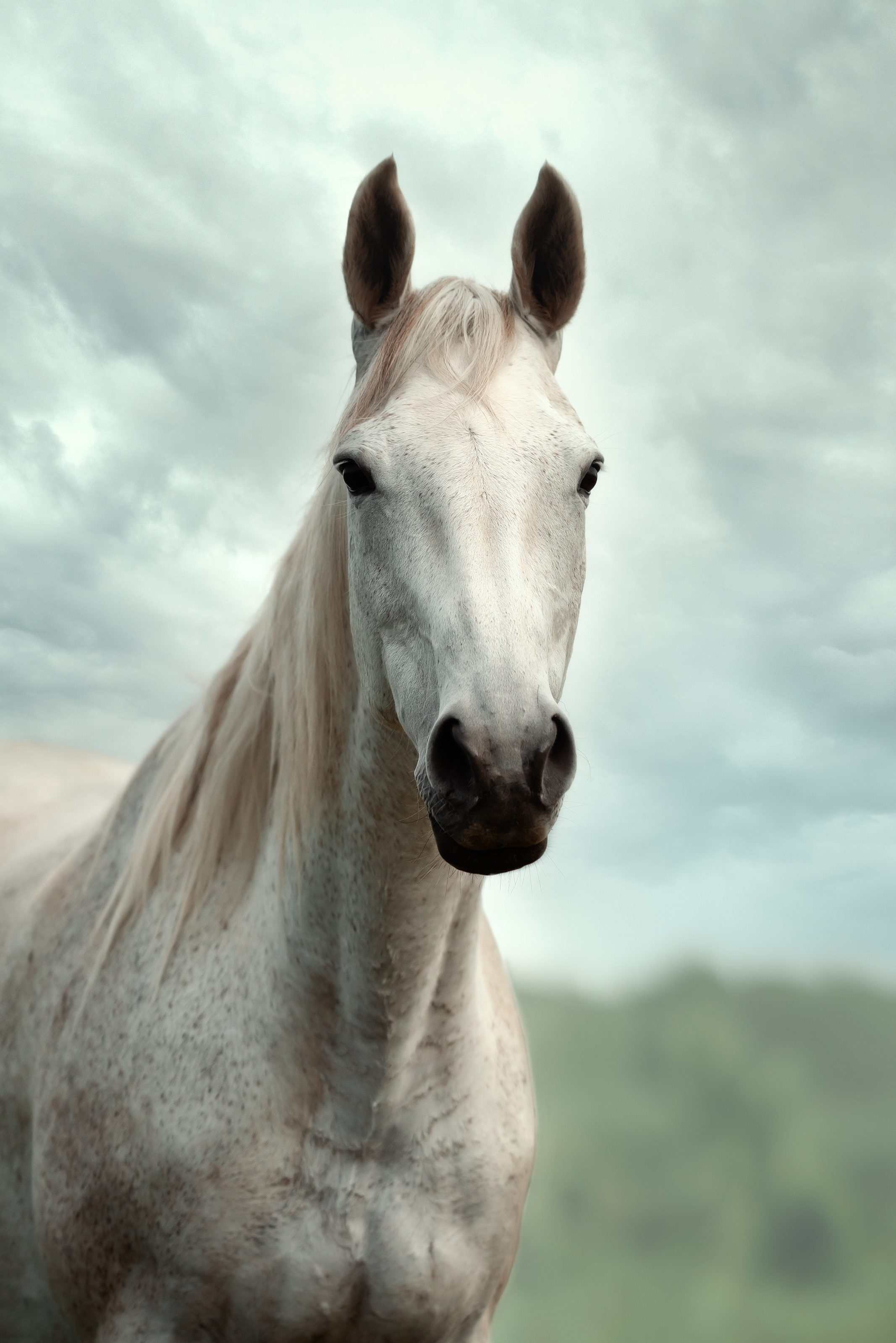 Съемка лошадей. Фотограф Кочнова Диана город Владивосток