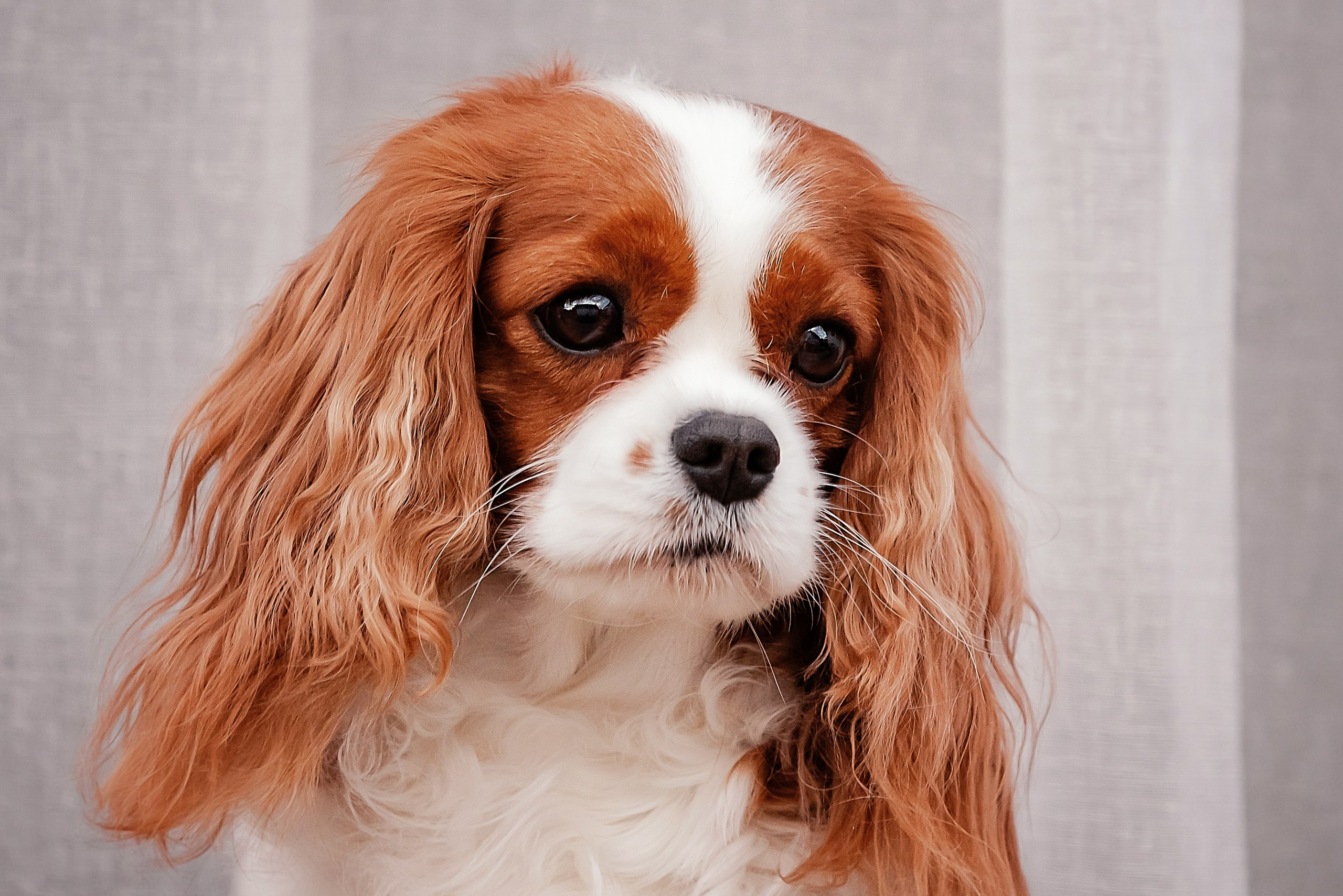 Суки. Питомник кавалер кинг чарльз спаниелей