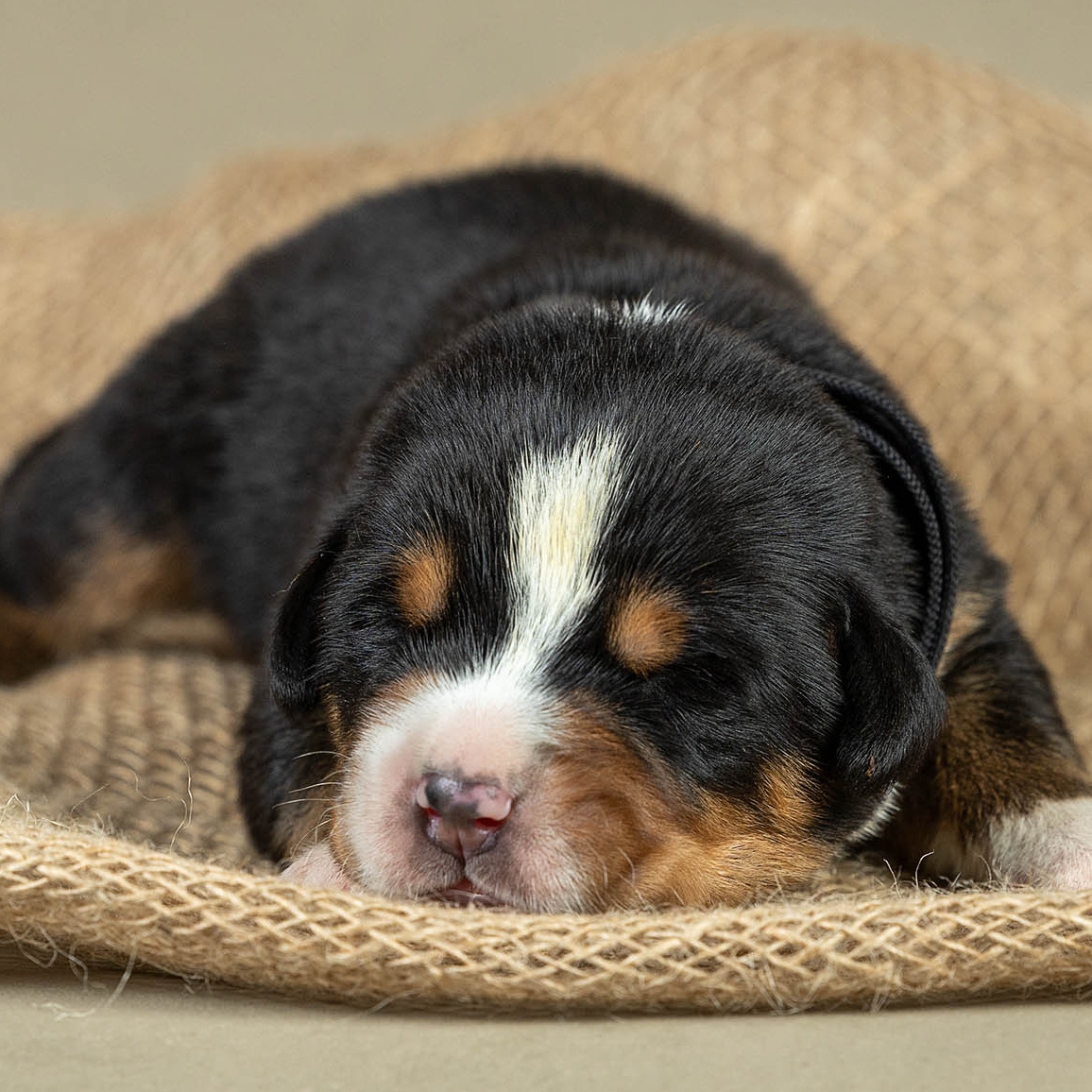 Щенки большого швейцарского зенненхунда (гросса) в Московской области