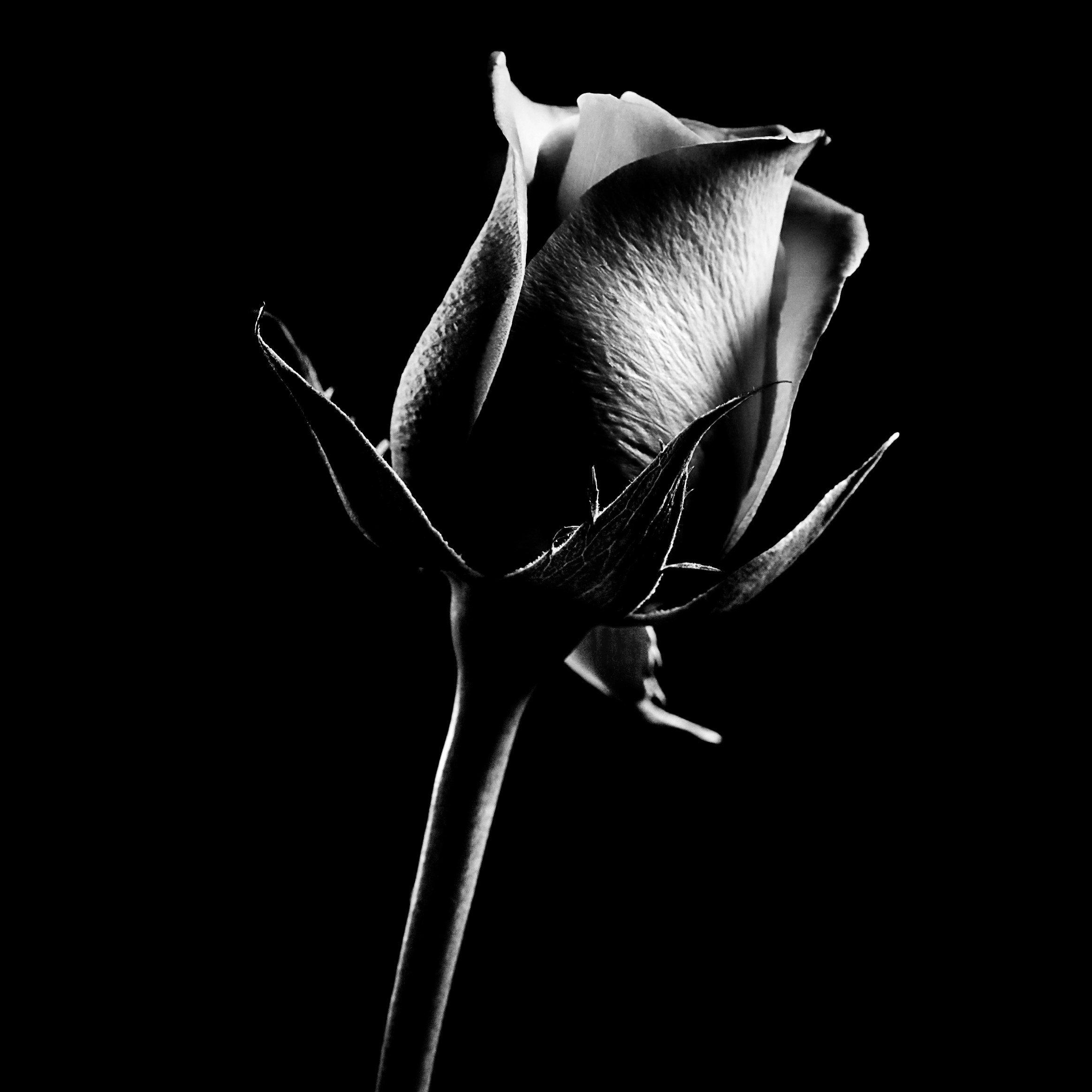 Черно белая фотография цветка