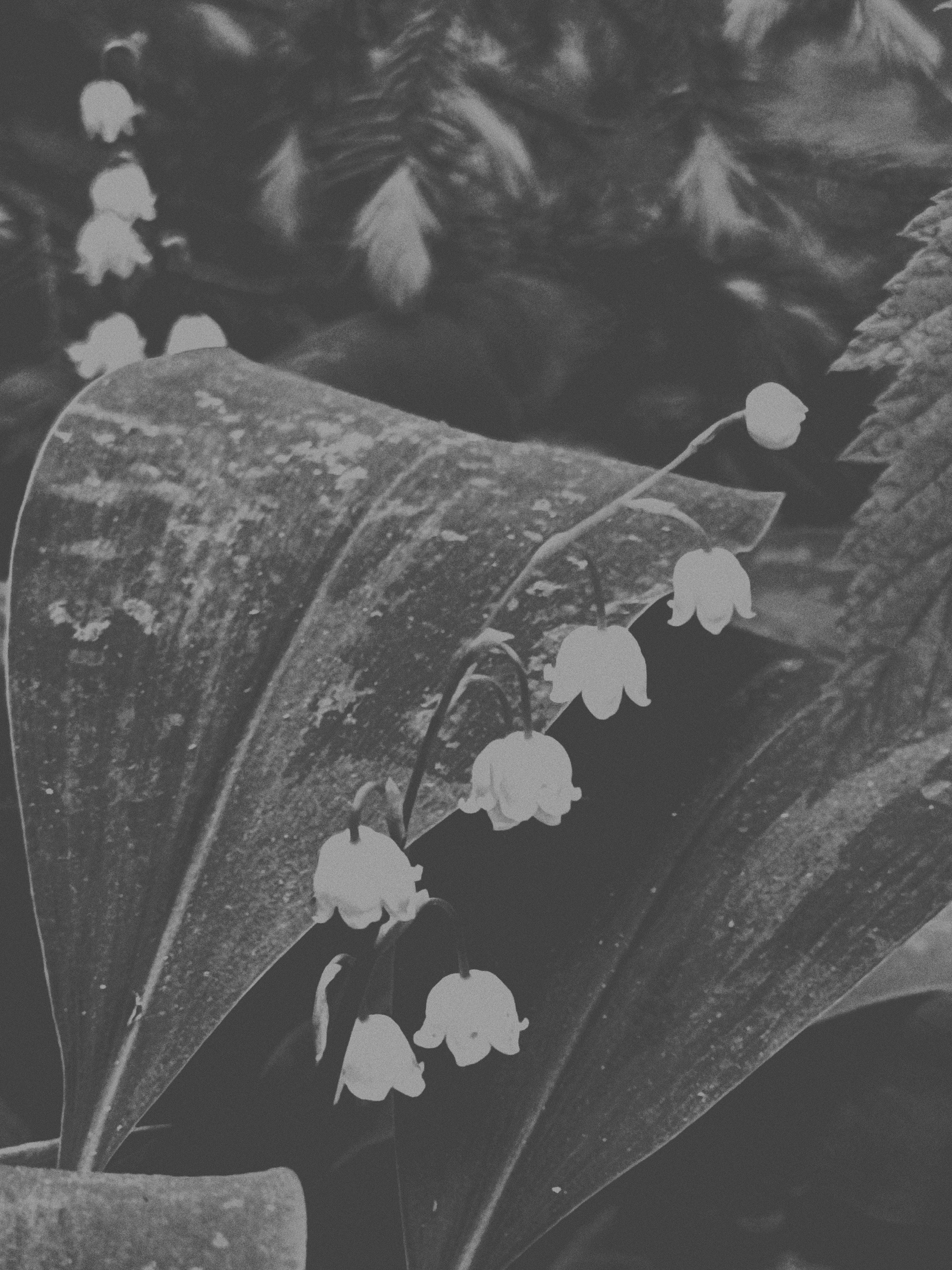 Наталья Яковлева — Комарово. Постпоэтическое