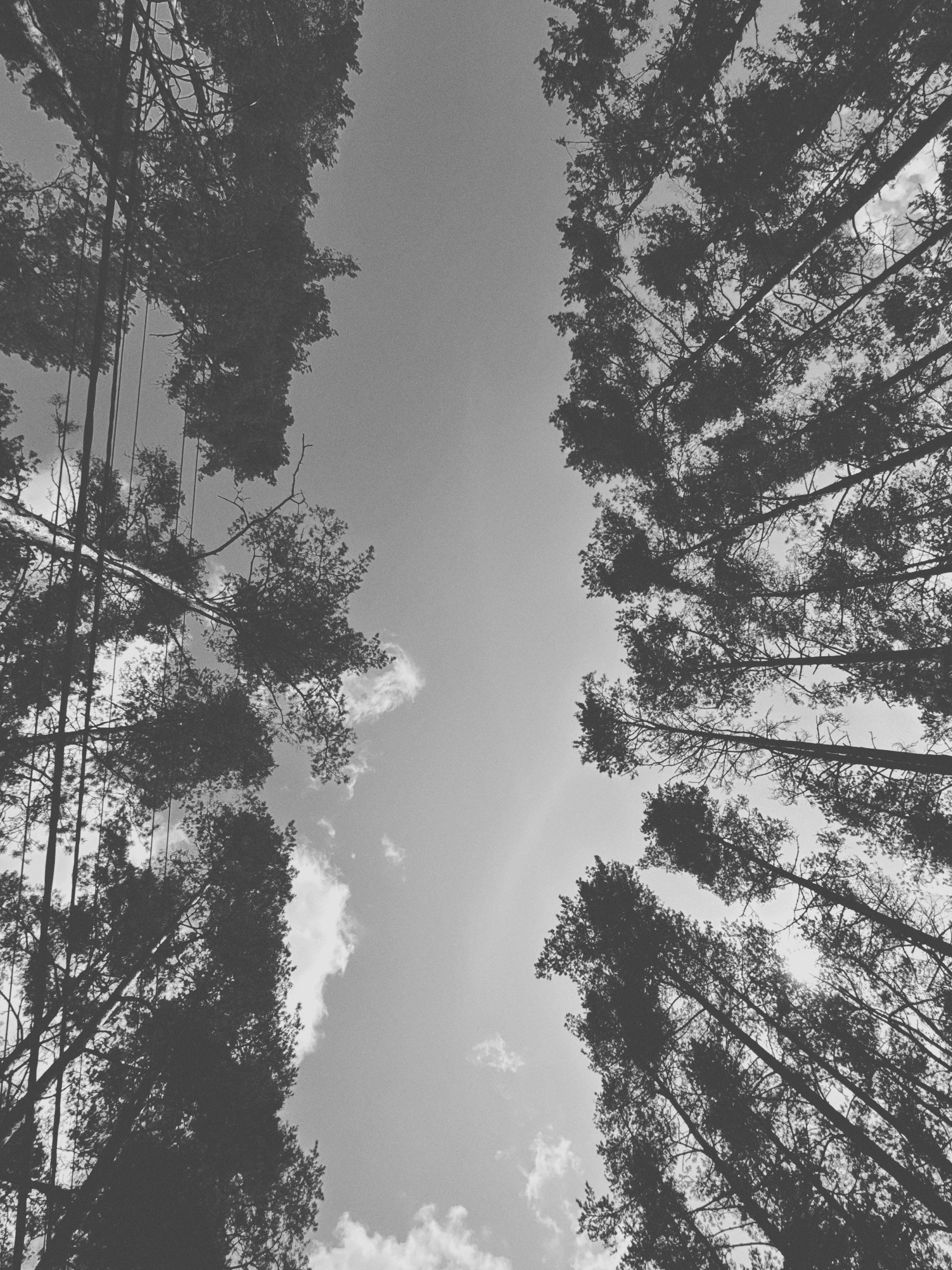 Наталья Яковлева — Комарово. Постпоэтическое