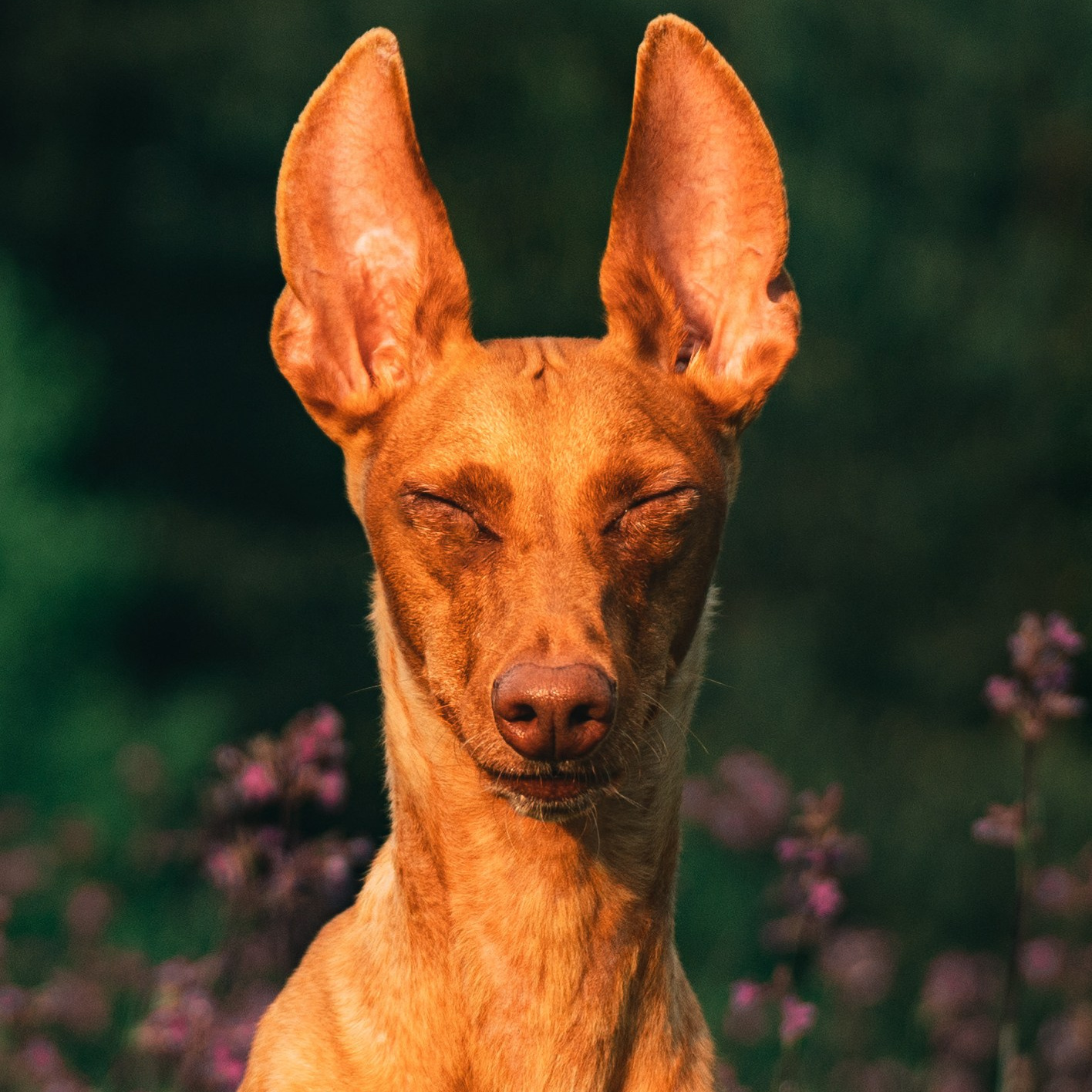 фотосессия с питомцами Спб