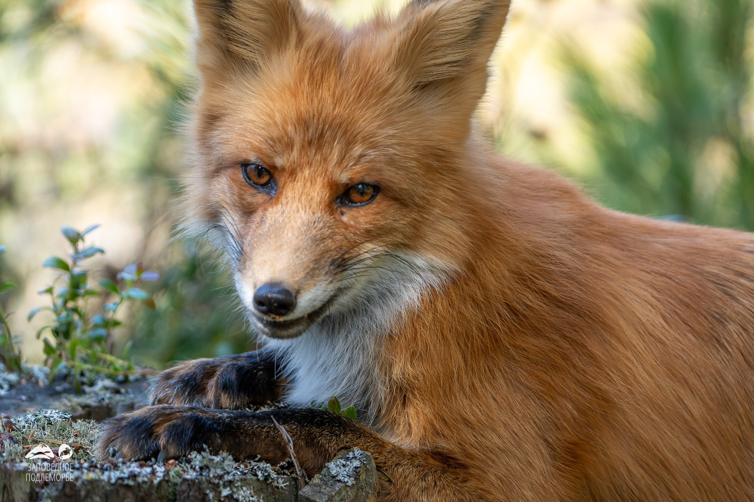 Фотограф Лубсан Чагдуров