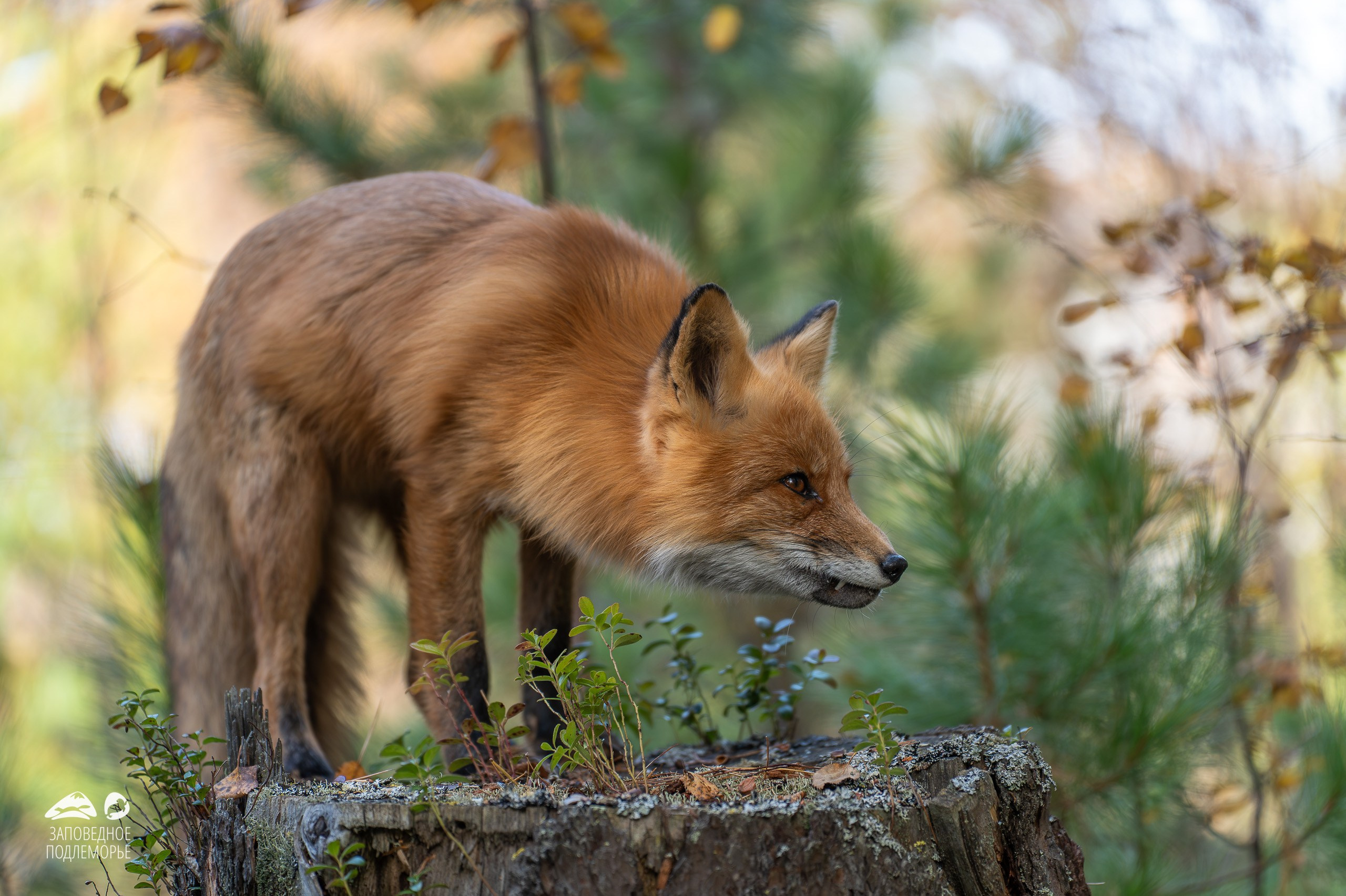 Фотограф Лубсан Чагдуров