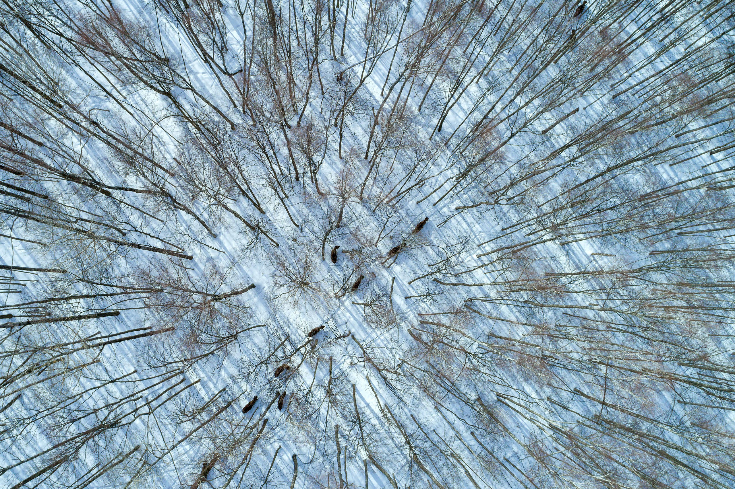 фототуры, фототур, экспедиция, животные, приключение, путешествие, поездка, туры выходного дня, туры по России, фототуры по России, дикая природа, зубры, Калужские засеки