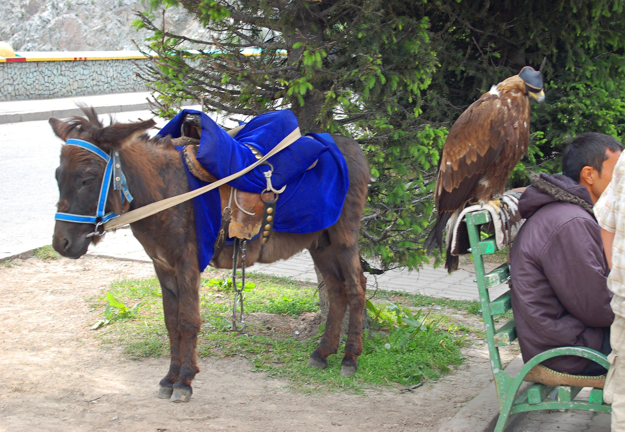 Прогулка по городу Алма́-Ата́ и его окрестностям. Фото и жизнь