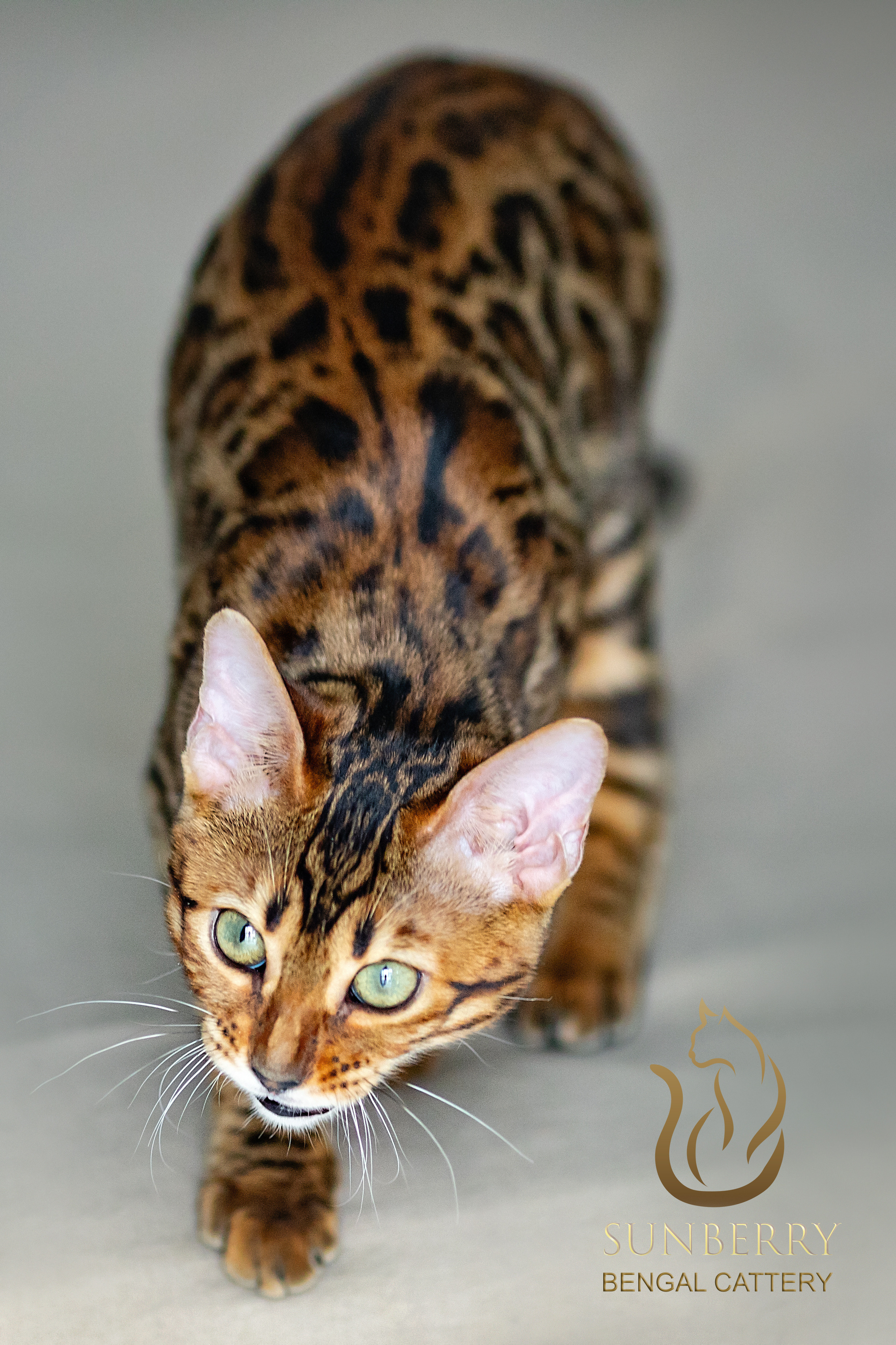 Питомник Бенгальских кошек Минск