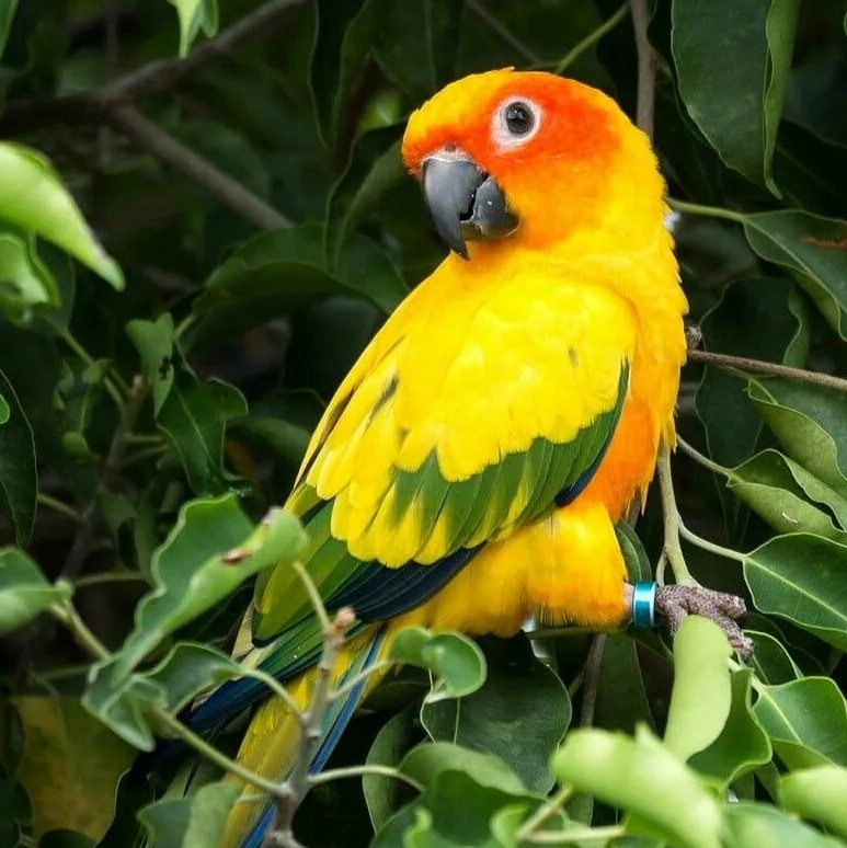 Мир попугаев — тропические птицы в зоопарке «Лесная Братва» Екатеринбург. Зоопарк уникальных животных Лесная братва