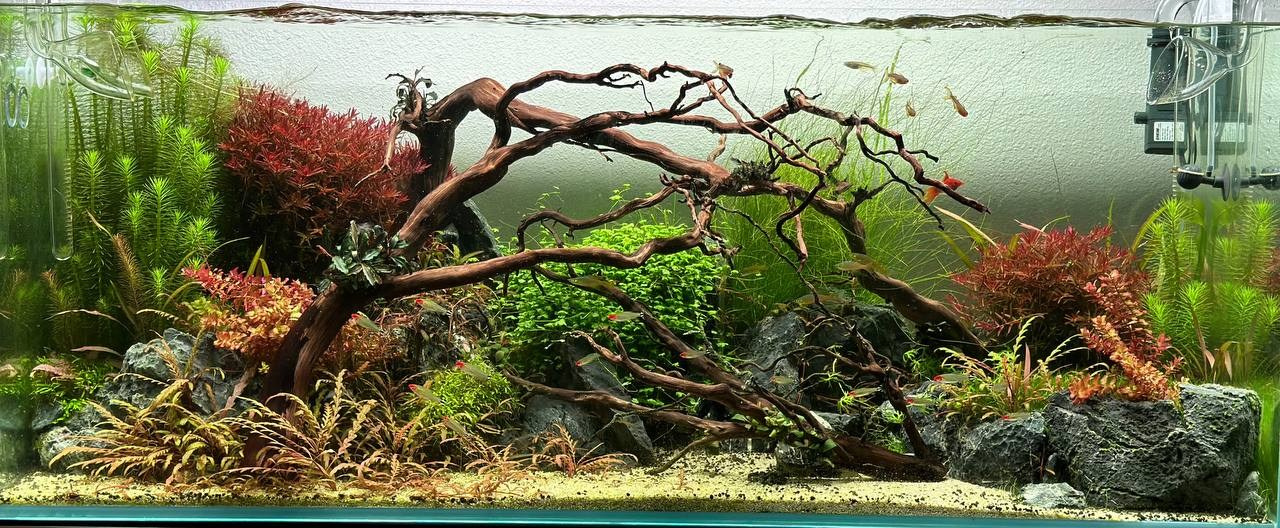 Аквариумы Дмитрия Бондаренко. Аквариумист Максим Ерёмин. Aqua Maxim
