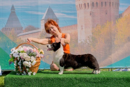 Новости питомника Ice Fantasy. Купить щенка Вельш-корги-кардиган в семейном питомнике — Ice Fantasy