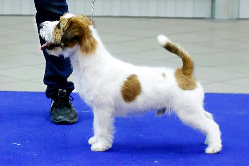 2026 Litter F. Щенки джек рассел терьера, питомник РКФ, питомник джек рассел терьеров, питомник Порт Фортис, kennel PORT FORTIS