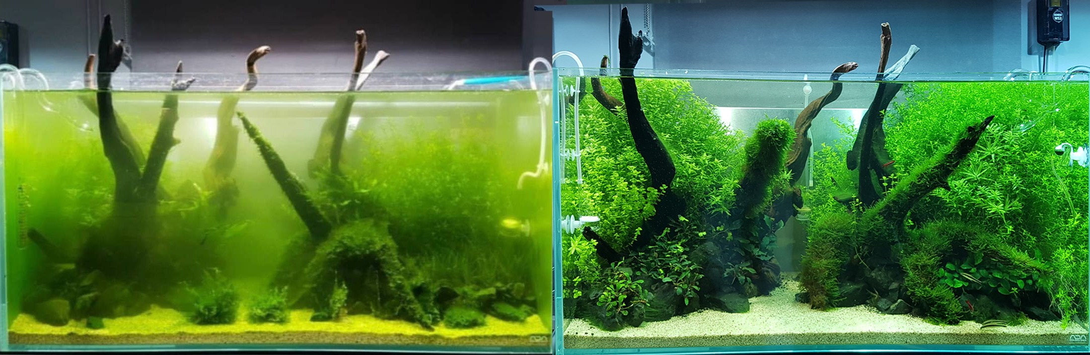 Зелёная вода в аквариуме. Home