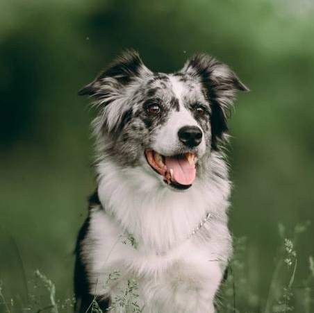 Яркие и живые образы животных для эффектной съемки в Нижнем Новгороде.