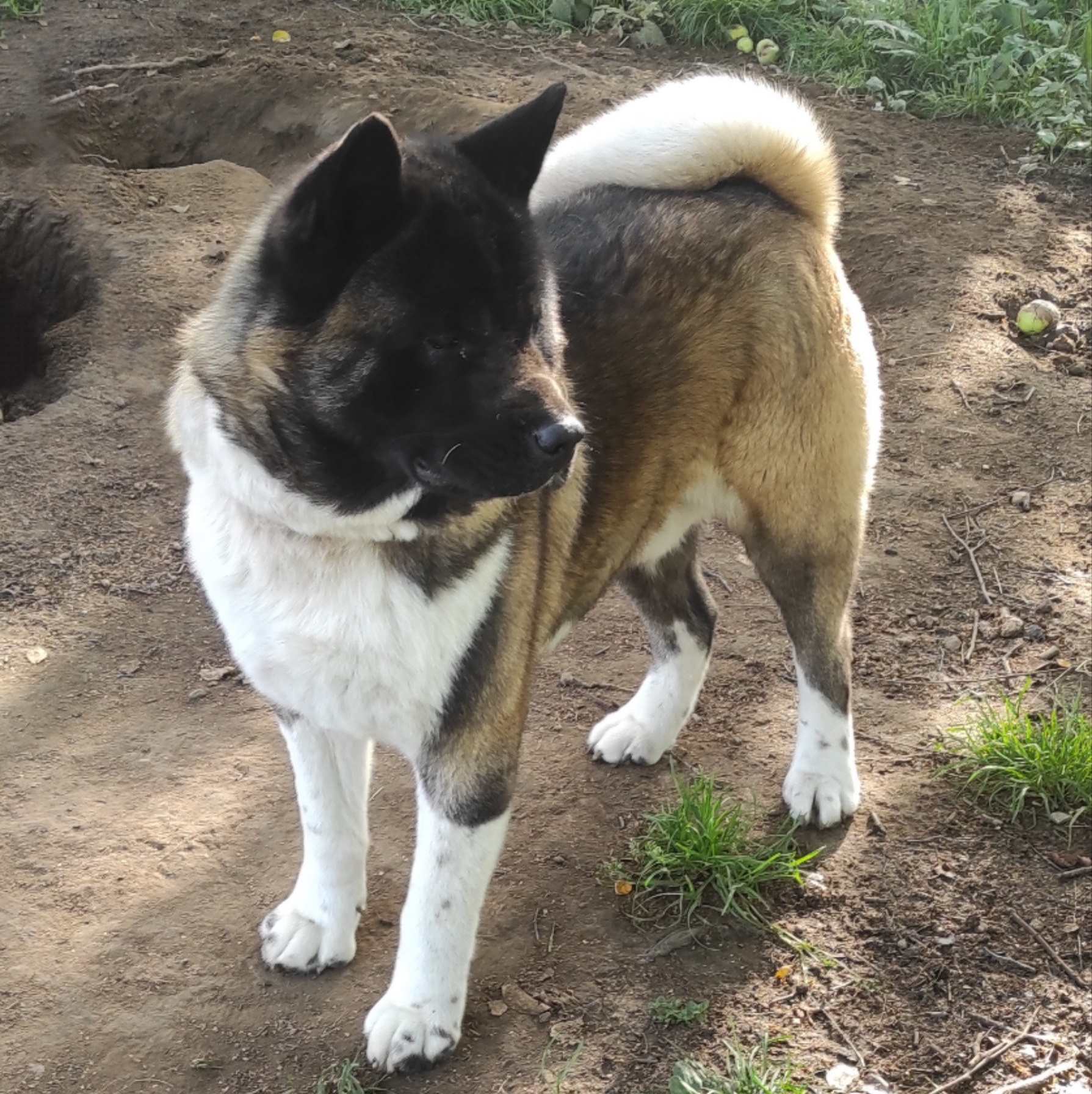 Американская акита питомник Санкт-Петербург