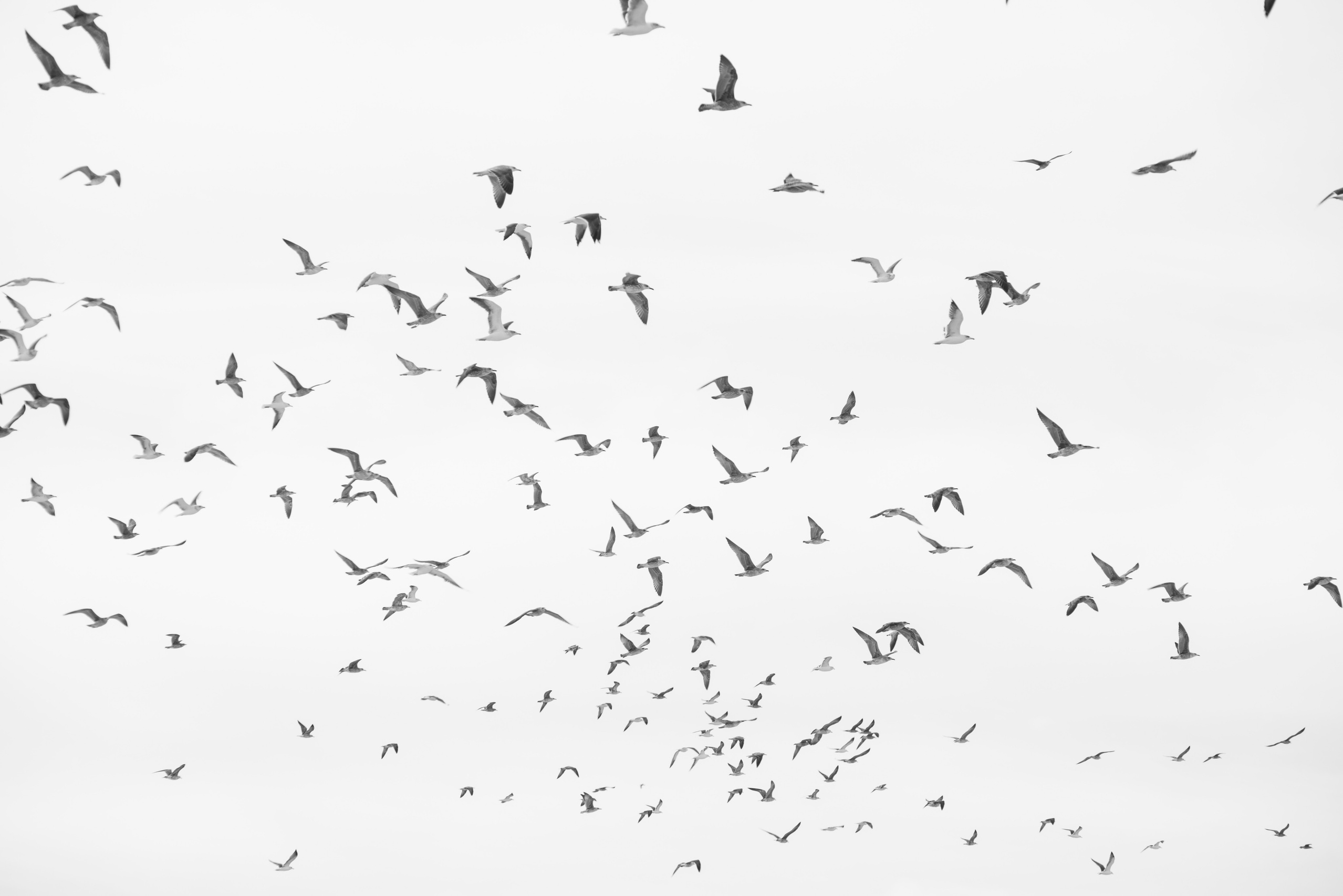 Принты, коллажи, фотографии. Фотограф Татьяна Байкова — официальный сайт