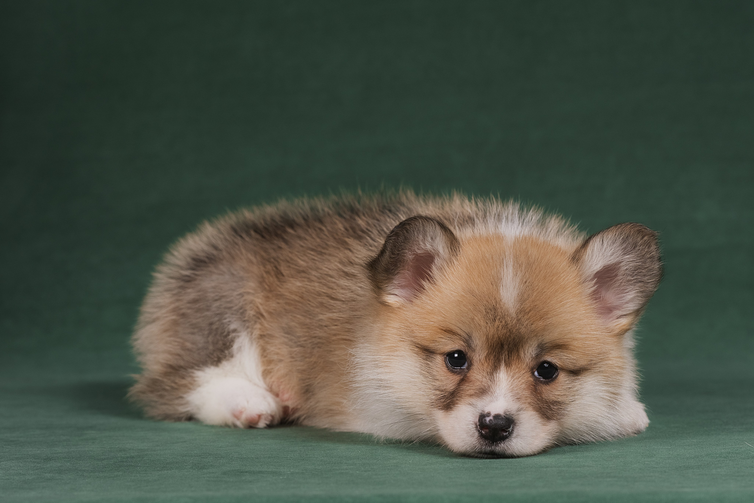 Купить щенка вельш корги кардиган из питомника Ice Fantasy. Ice Fantasy kennel: professional breeding of Siberian huskies and wels