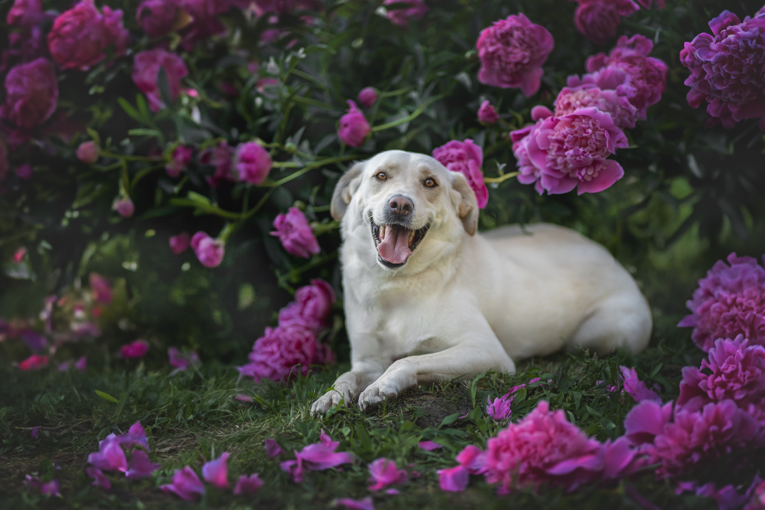 Обо мне. Фотограф-анималист в Москве и Подмосковье