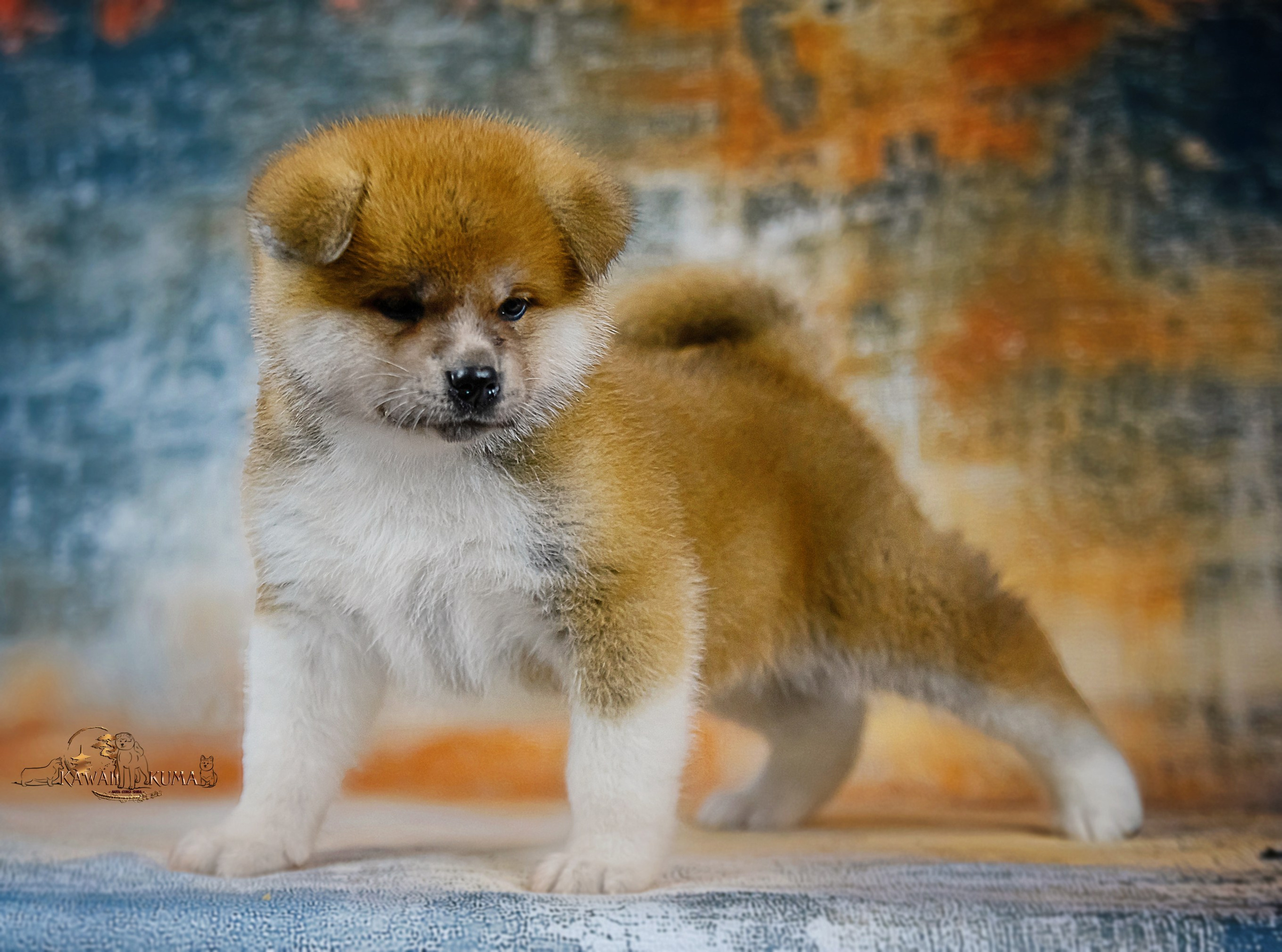 ЩЕНКИ АКИТА. Kawaii Kuma питомник собак пород Корги пемброк, Акита ину, Сиба