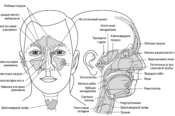 Разбираемся с пазухами на рентгене. Первые шаги. РЕНТГЕН КТ МРТ в Санкт-Петербурге Александра Лоншакова