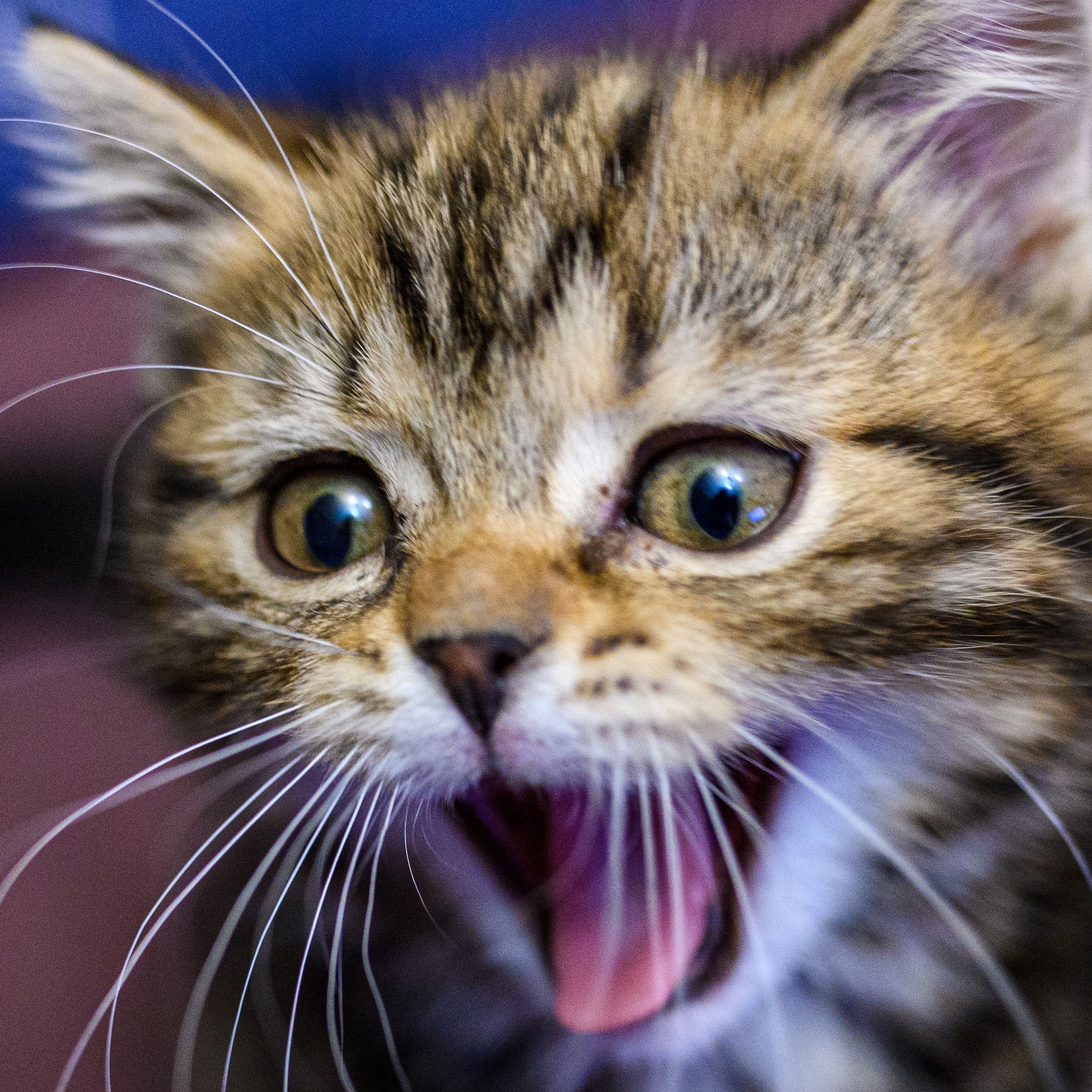 Услуги. Фотограф в городе Омске Константин Зоткин