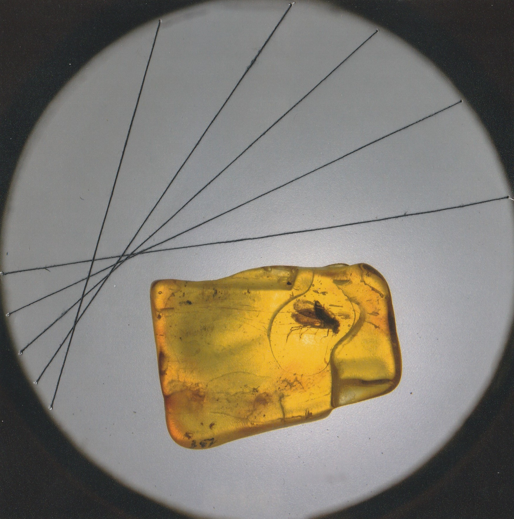 Baltic stone (2020 — in progress) Julia Gorbunova. Julia Gorbunova