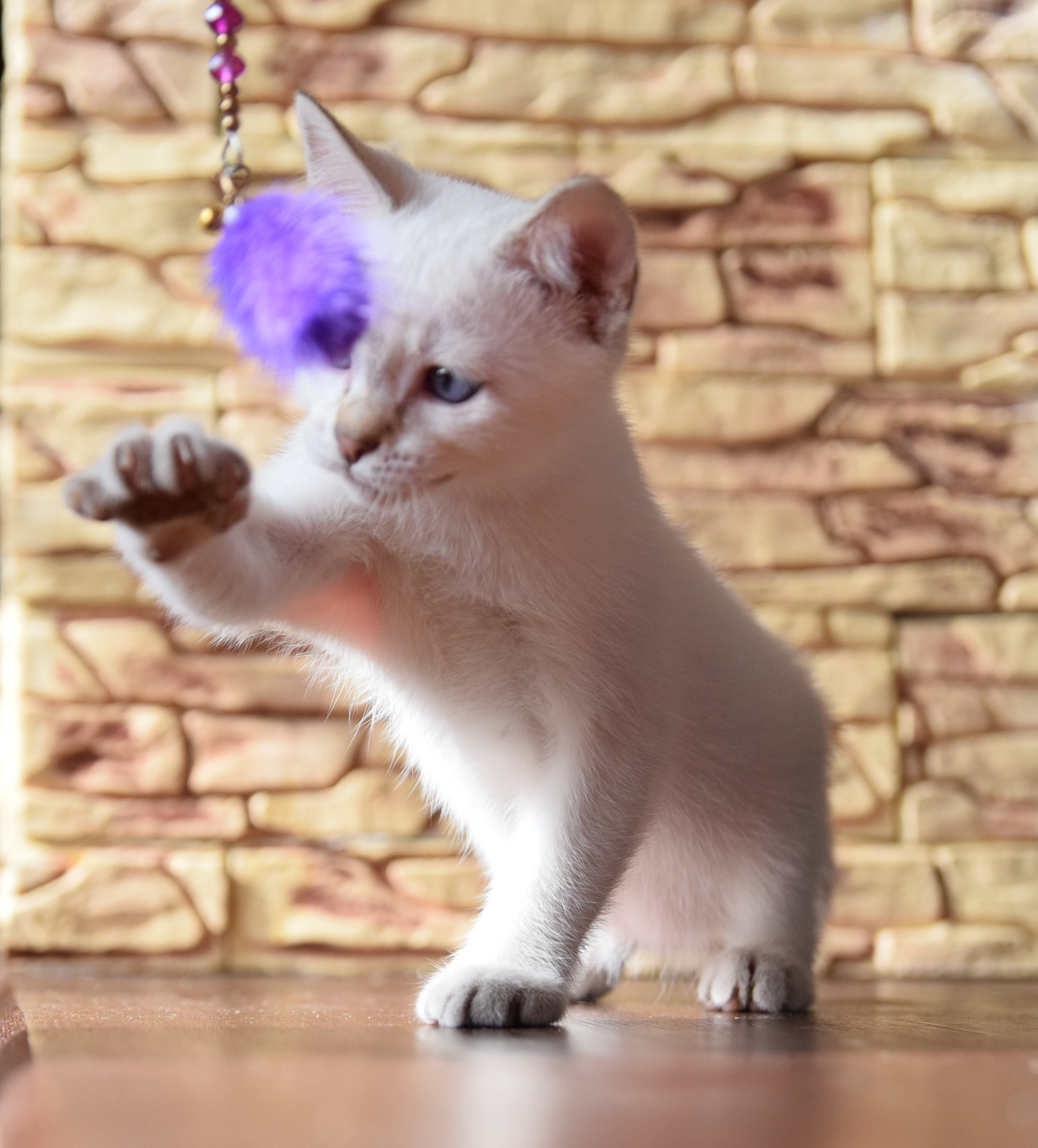 Котята. Питомник тайских кошек в Санкт-Петербурге Noyland