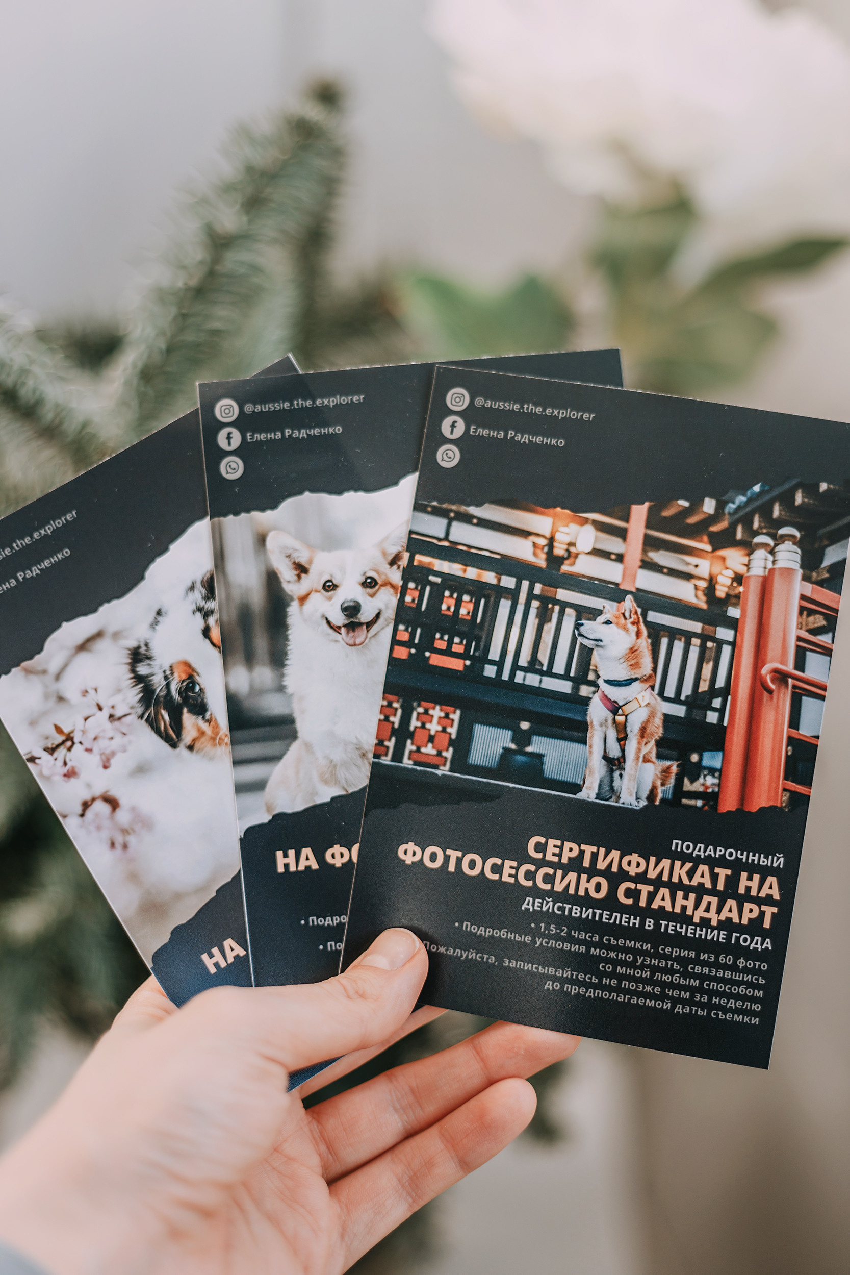 Услуги. Фотограф-анималист Елена Радченко, Москва