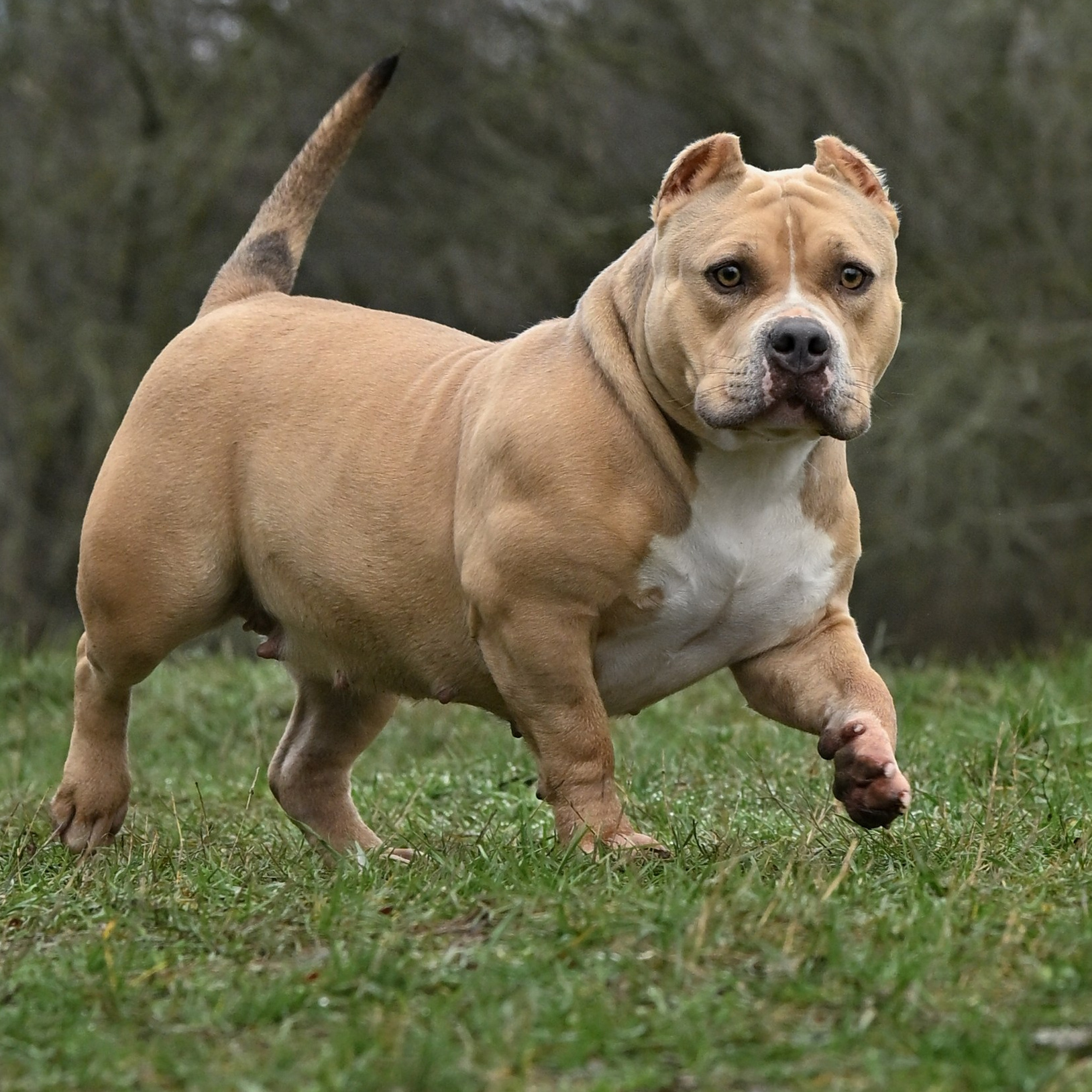 Чистокровная сука американского булли стандарт BULLY LOVERS TERRY импорт из Мексики линия Muscletone Махачкала
