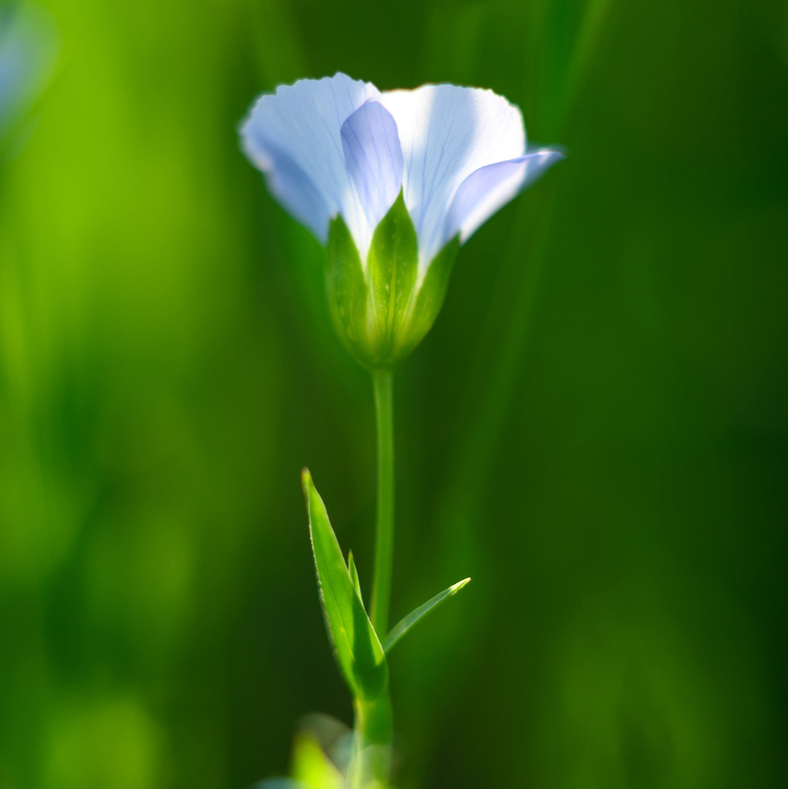 Профессиональный фотограф Вячеслав Плацында | Липецк |