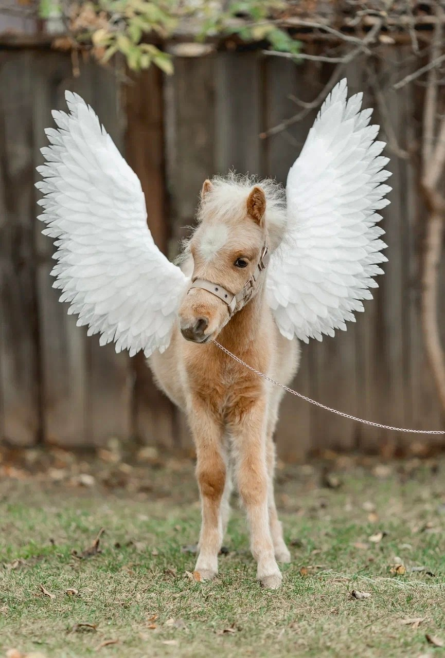Новогодняя фотосесия Москва