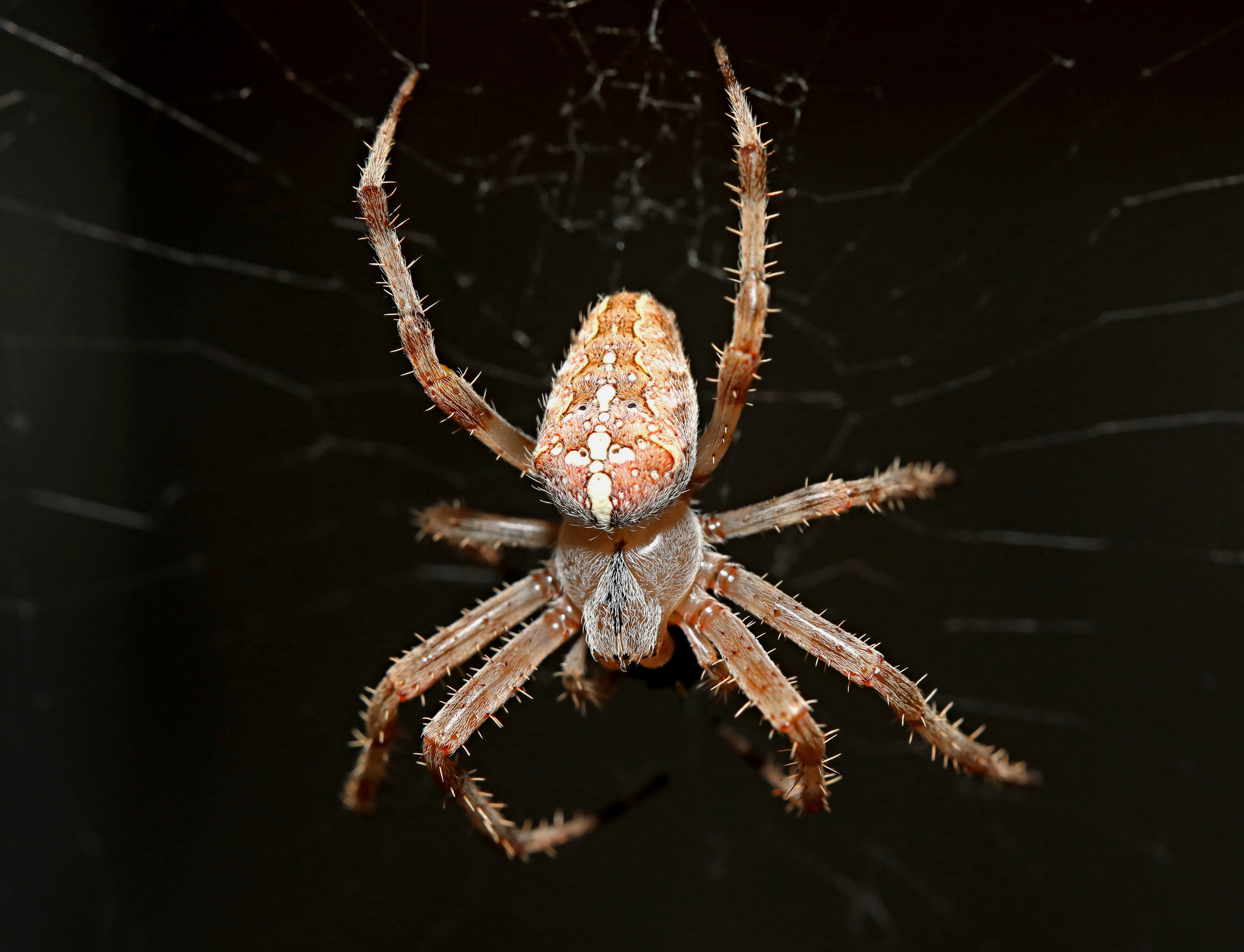 КУПИТЬ ФОТОГРАФИИ Мои проекты! Весенне-летняя акция! Все снимки по 10,00 рублей!. Фото-художник и Репортажный фотограф Николаев Александр Алексеевич