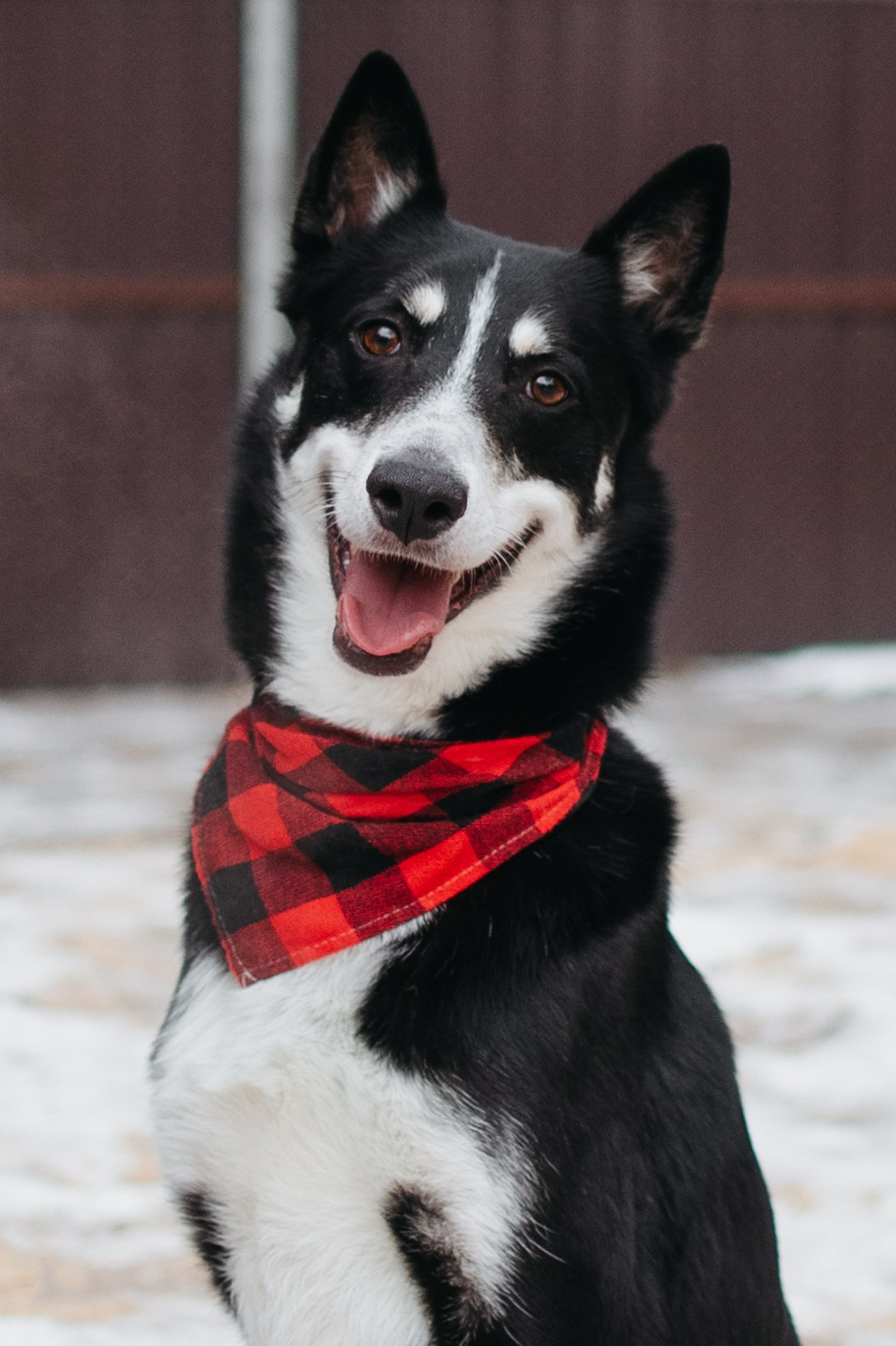 Животные на пристройство. Фотограф-анималист Валерия, Москва, Мытищи