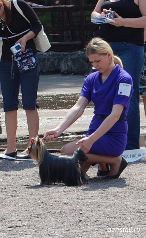 2011-2012 г Результаты выставок. Питомник Йоркширских терьеров Дэнстайл в Санкт-Петербурге заводчик Тих