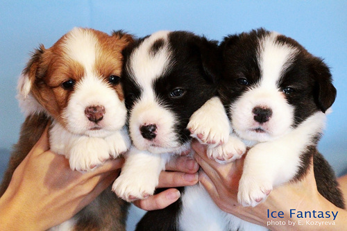 Племенная книга питомника Ice Fantasy. Ice Fantasy kennel: professional breeding of Siberian huskies and wels