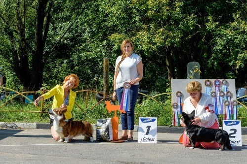 Новости питомника Ice Fantasy. Купить щенка Вельш-корги-кардиган в семейном питомнике — Ice Fantasy