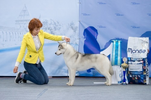 Хаски Ice Fantasy Daienerys ДЭЙНА. Ice Fantasy kennel: professional breeding of Siberian huskies and wels