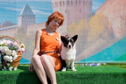 Новости питомника Ice Fantasy. Купить щенка Вельш-корги-кардиган в семейном питомнике — Ice Fantasy